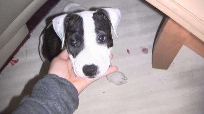 American Staffordshire Terrier - Dogo Canario Mix