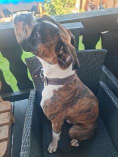 Deutscher Boxer