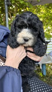 Sheepadoodle Welpen