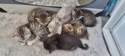 BKH Kitten