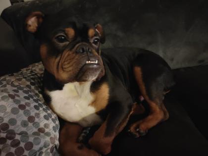 Bulldogge zu Verkaufen
