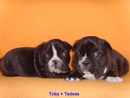 Französische Bulldogge