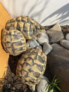 3 Griechische Landschildkröten