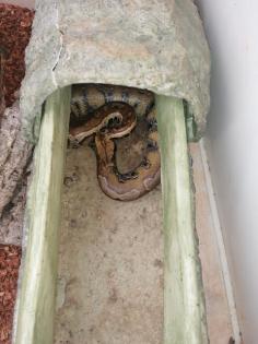 Blutpython