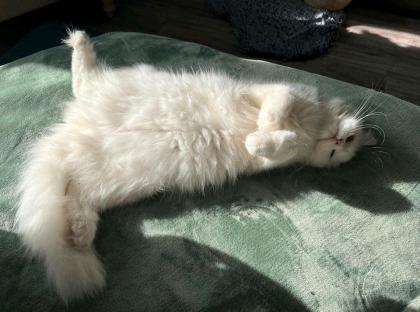 Angora Katze