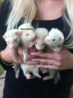Frettchenbabys