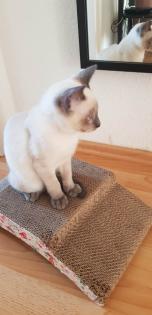 Siam / Thai Kitten Blue Point, Babys, Kätzchen. 1 Junge. Abgabebereit.
