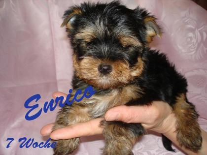Yorkshire Terrier Welpen Rüden