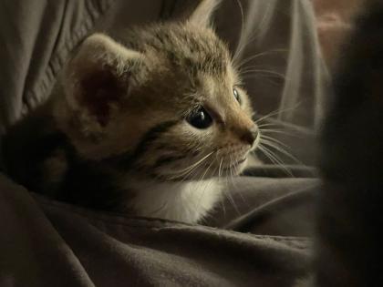 Süße Kitten suchen neues Herz