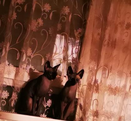 Canadian Sphynx Katzen und Kater