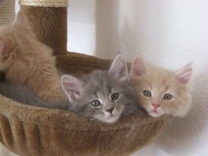 Maine Coon Kitten in creme und blue
