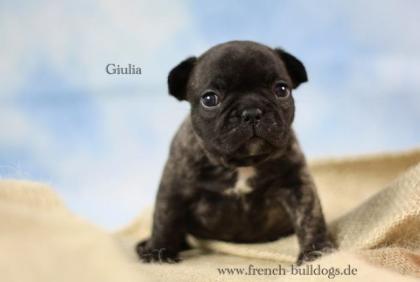 Franz. Bulldoggen Welpen aus Spitzenverpaarung