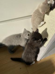 Britisch kurzhaar kitten Katze