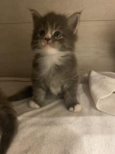 Bezaubernde Maine Coon Kitten