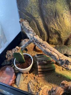 2 Leopardgecko Weibchen Terrarium
