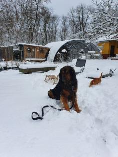 Leonberger-Hovawart-Rüde 7 Jahre