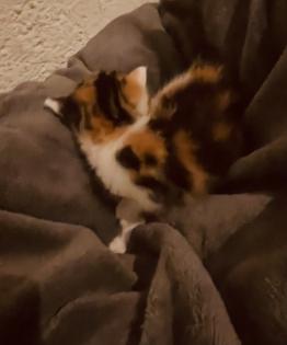 Maine Coon Mix Kitten