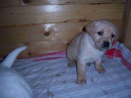 Beige Labrador Babys suchen ab Mitte Februar eine liebevolle Familie