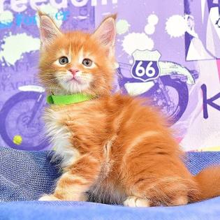 Maine Coon Kitten Suche nach einem neuen Zuhause