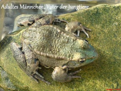 Kos Seefrosch Pelophylax ridibundus ssp.