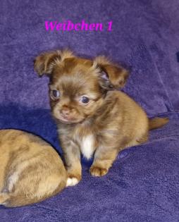 Süsse Chihuahuawelpen