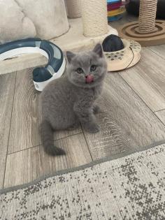 Britisch kurzhaar kitten