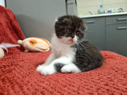 Scottish katzen lange und kurze Haare