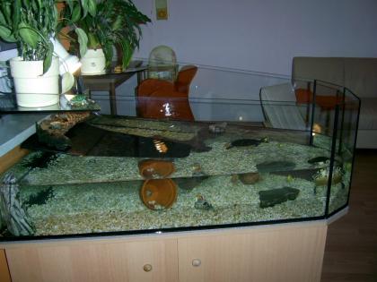 2 WasserSCHMUCKschildkröten mit allem was man braucht.