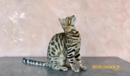 Bengal- Kätzchen von BERLINGOLD abzugeben