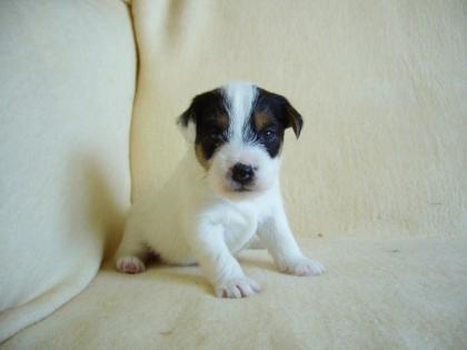 Parson Jack Russell Terrier Dame