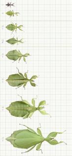 Wandelnde Blätter Phyllium philippinicum