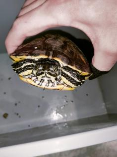 Verkaufe zwei Gelbwangenschildkröten