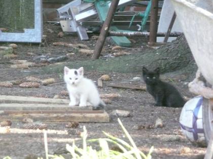 Katzenbabys zu verschenken