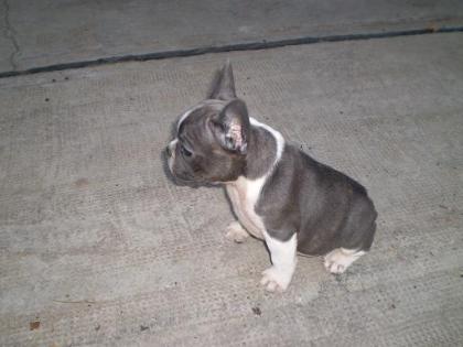 Französische Bulldog