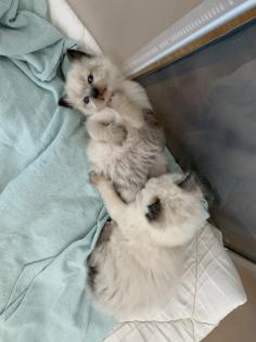 Heilige Birma Kitten traumhafte Schmuser