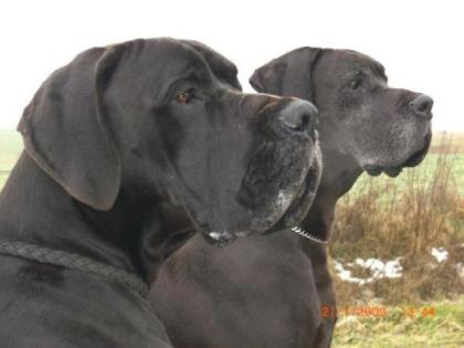 Deutsche Doggen Welpen - Wurfplanung für das Frühjahr 2021 bei den Mephisto s
