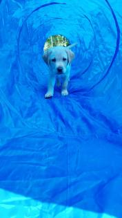 Unsere süßen Labrador Welpen