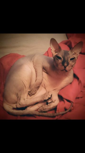 2 Don Sphynx Katzen 6 und 8 suchen ein Zuhause