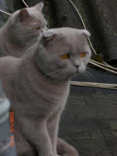 BKH Deckkater