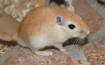 Habe bald 6 rennmaus babys abzugeben