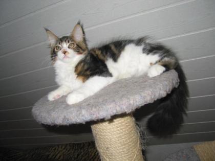 James Cook Maine Coon Kater sucht ein zu Hause
