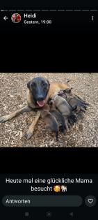 Malinois Welpen zu verkaufen