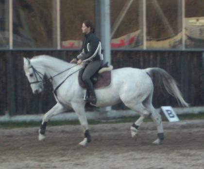 Brandenburger, Wallach, 10 Jahre, 169cm, Schimmel
