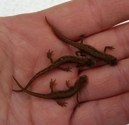 Teichmolch Lissotriton Triturus vulgaris Nachzuchten