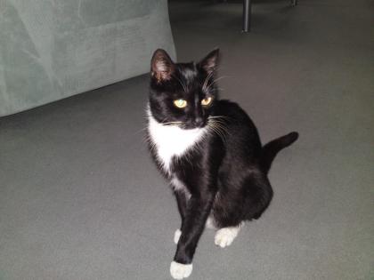 Dringend Tierfreunde gesucht