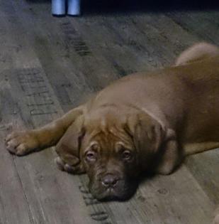 1 Bordeauxdoggen Welpen suchen ein zu Hause