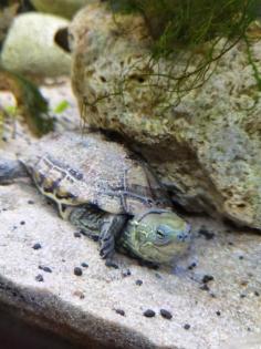 Dreikielschildkröte 1 Jahr
