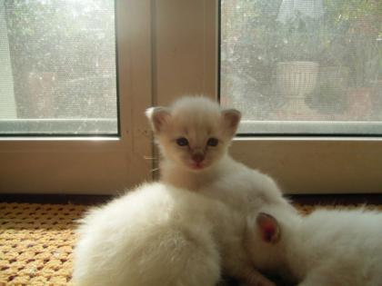 Heilige Birma kitten suchen Neues Heim