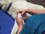 Tierphysiotherapie und Akupunktur