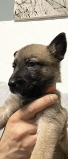 11 Süße Malinois Welpen suchen ein neues Zuhause